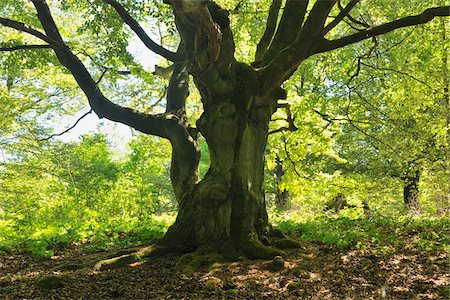 park and trees - Old Beech Tree, Kellerwald-Edersee National Park, Hesse, Germany Stock Photo - Premium Royalty-Free, Code: 600-05524483