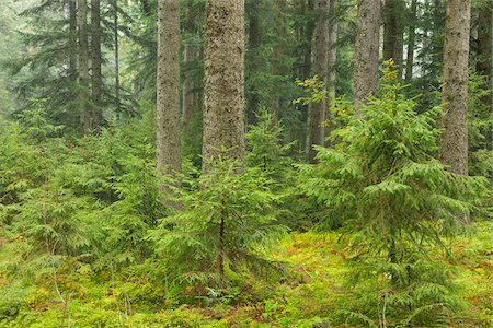 schwarzwald - Spruce Forest, Black Forest, Baden-Wurttemberg, Germany Foto de stock - Sin royalties Premium, Código: 600-05524497