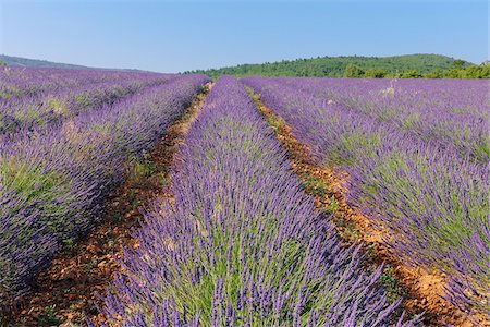 English Lavender Field, Vaucluse, Alpes-de-Haute-Provence, Provence-Alpes-Cote d´Azur, Provence, France Foto de stock - Sin royalties Premium, Código: 600-05524594