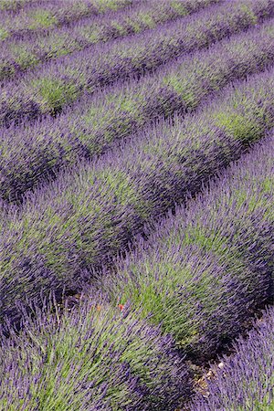 English Lavender Field, Vaucluse, Alpes-de-Haute-Provence, Provence-Alpes-Cote d´Azur, Provence, France Stock Photo - Premium Royalty-Free, Code: 600-05524595
