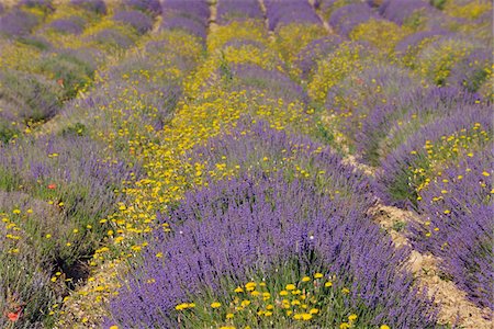 simsearch:6129-09057750,k - English Lavender field with Yellow Flowers, Vaucluse, Alpes-de-Haute-Provence, Provence-Alpes-Cote d´Azur, Provence, France Stock Photo - Premium Royalty-Free, Code: 600-05524596