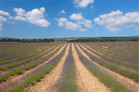 sky line - English Lavender Field, Vaucluse, Alpes-de-Haute-Provence, Provence-Alpes-Cote d´Azur, Provence, France Stock Photo - Premium Royalty-Free, Code: 600-05524598