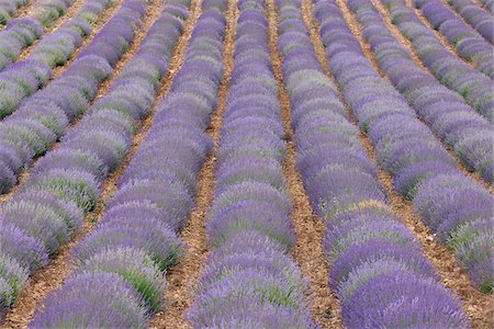 plateau de valensole - English Lavender Field, Valensole, Valensole Plateau, Alpes-de-Haute-Provence, Provence-Alpes-Cote d´Azur, Provence, France Foto de stock - Sin royalties Premium, Código: 600-05524591
