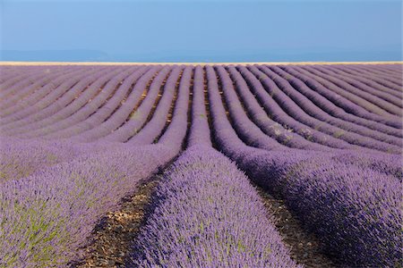 sky line - English Lavender Field, Valensole, Valensole Plateau, Alpes-de-Haute-Provence, Provence-Alpes-Cote d´Azur, Provence, France Stock Photo - Premium Royalty-Free, Code: 600-05524605