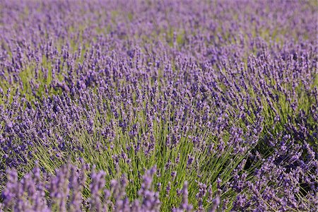 plateau de valensole - English Lavender Field, Valensole, Valensole Plateau, Alpes-de-Haute-Provence, Provence-Alpes-Cote d´Azur, Provence, France Fotografie stock - Premium Royalty-Free, Codice: 600-05524609