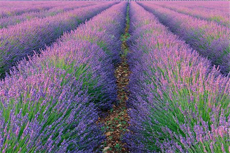 plateau de valensole - English Lavender Field, Valensole, Valensole Plateau, Alpes-de-Haute-Provence, Provence-Alpes-Cote d´Azur, Provence, France Foto de stock - Sin royalties Premium, Código: 600-05524601