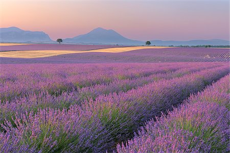 English Lavender Fields, Valensole, Valensole Plateau, Alpes-de-Haute-Provence, Provence-Alpes-Cote d´Azur, Provence, France Foto de stock - Sin royalties Premium, Código: 600-05524602
