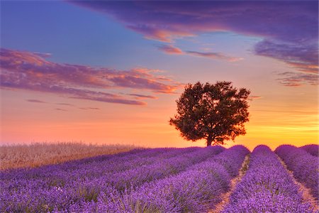 flowers in a row - Tree in Lavender Field at Sunset, Valensole Plateau, Alpes-de-Haute-Provence, Provence-Alpes-Cote d´Azur, Provence, France Foto de stock - Sin royalties Premium, Código: 600-05524619