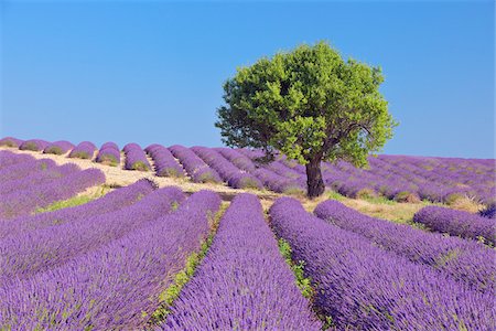 Tree in Lavender Field, Valensole Plateau, Alpes-de-Haute-Provence, Provence-Alpes-Cote d´Azur, Provence, France Stock Photo - Premium Royalty-Free, Code: 600-05524610