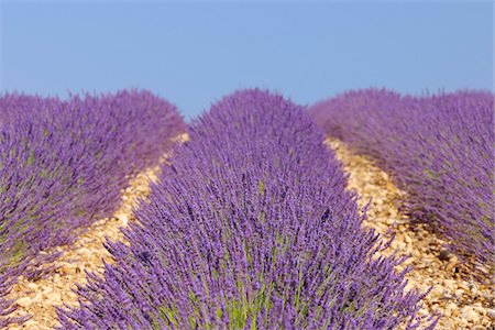 English Lavender Field, Valensole, Valensole Plateau, Alpes-de-Haute-Provence, Provence-Alpes-Cote d´Azur, Provence, France Foto de stock - Sin royalties Premium, Código: 600-05524612