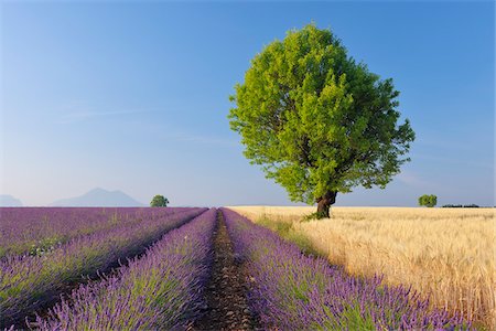 Baum in Lavendel und Weizenfeld, Valensole Plateau, Alpes-de-Haute-Provence, Provence-Alpes-Cote d Azur, Provence, Frankreich Stockbilder - Premium RF Lizenzfrei, Bildnummer: 600-05524624