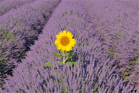Nahaufnahme der Sonnenblume in Lavendel Feld, Valensole Plateau, Alpes-de-Haute-Provence, Provence, Frankreich Stockbilder - Premium RF Lizenzfrei, Bildnummer: 600-05524625