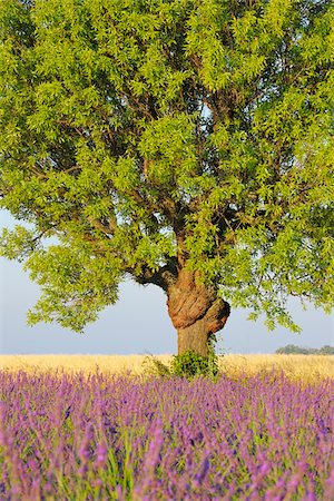 simsearch:600-03682254,k - Close-up of Tree in Lavender Field, Valensole Plateau, Alpes-de-Haute-Provence, Provence-Alpes-Cote d´Azur, Provence, France Stock Photo - Premium Royalty-Free, Code: 600-05524623