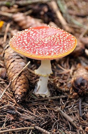 pine cone pattern - Close-up of Amanita Muscaria Mushroom, Alps, France Foto de stock - Sin royalties Premium, Código: 600-05524675