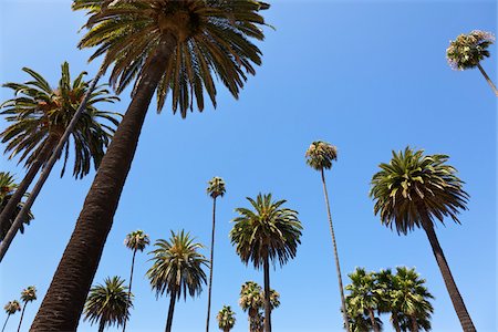 palm tree, california - Palm Trees in Beverly Hills, Los Angeles, California, USA Foto de stock - Sin royalties Premium, Código: 600-05523291