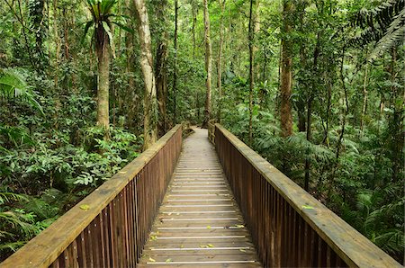 Boardwalk through Rainforest, Daintree National Park, Queensland, Australia Stock Photo - Premium Royalty-Free, Code: 600-05609639