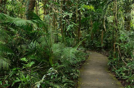 Promenade à travers la forêt tropicale, le Parc National de Daintree, Queensland, Australie Photographie de stock - Premium Libres de Droits, Code: 600-05609640