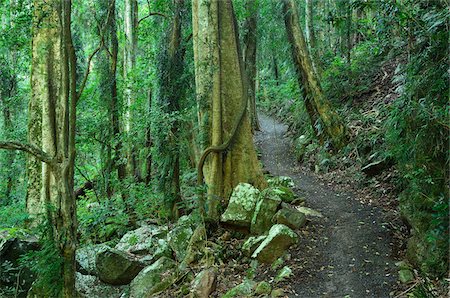 Path through Rainforest, Dorrigo National Park, New South Wales, Australia Stock Photo - Premium Royalty-Free, Code: 600-05609641