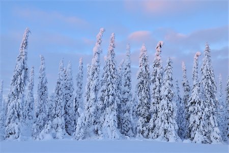 snow covered - Kuusamo, Ostrobotnie du Nord, la Province d'Oulu, Finlande Photographie de stock - Premium Libres de Droits, Code: 600-05609974