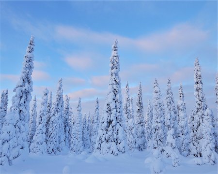 evergreen pine trees - Kuusamo, Northern Ostrobothnia, Oulu Province, Finland Stock Photo - Premium Royalty-Free, Code: 600-05609973