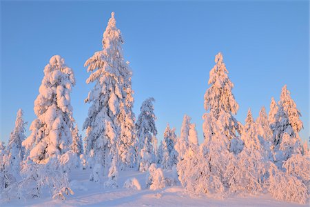 snowy evergreens - Kuusamo, Northern Ostrobothnia, Oulu Province, Finland Stock Photo - Premium Royalty-Free, Code: 600-05609983