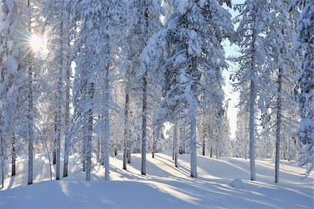 snowy evergreens - Kuusamo, Northern Ostrobothnia, Oulu Province, Finland Stock Photo - Premium Royalty-Free, Code: 600-05609999