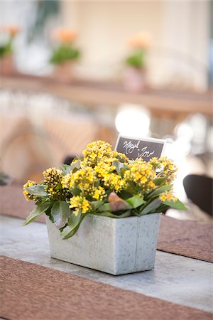 Kalanchoe on Ledge, Ontario, Canada Foto de stock - Sin royalties Premium, Código: 600-05602734