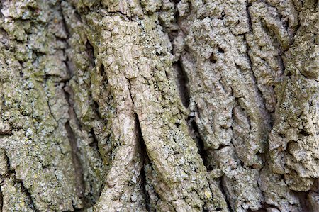 Texture of Tree Bark, Ontario, Canada Foto de stock - Sin royalties Premium, Código: 600-05602745