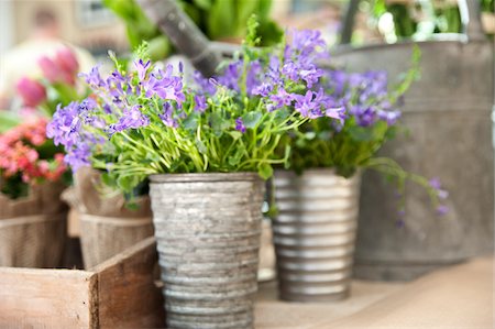 pail - Fleurs coupées, Ontario, Canada Photographie de stock - Premium Libres de Droits, Code: 600-05602741