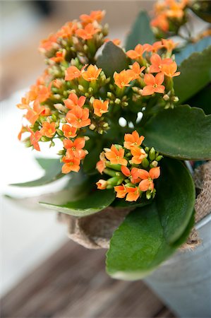 succulent flowers - Kalanchoe, Ontario, Canada Stock Photo - Premium Royalty-Free, Code: 600-05602742