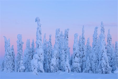 snow forest dusk - Snow Covered Spruce Trees at Dusk, Nissi, Northern Ostrobothnia, Finland Stock Photo - Premium Royalty-Free, Code: 600-05610004