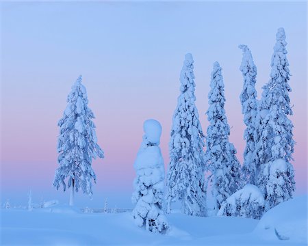 pretty - Snow Covered Spruce Trees at Dusk, Nissi, Northern Ostrobothnia, Finland Stock Photo - Premium Royalty-Free, Code: 600-05610005