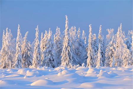 snow and blue - Snow Covered Spruce Trees, Nissi, Northern Ostrobothnia, Finland Stock Photo - Premium Royalty-Free, Code: 600-05610008