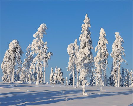 de hojas perennes - Kuusamo, Northern Ostrobothnia, Oulu Province, Finland Foto de stock - Sin royalties Premium, Código: 600-05610000