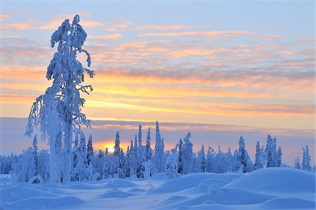 finland winter - Snow Covered Tree at Sunset, Nissi, Northern Ostrobothnia, Finland Foto de stock - Sin royalties Premium, Código: 600-05610015