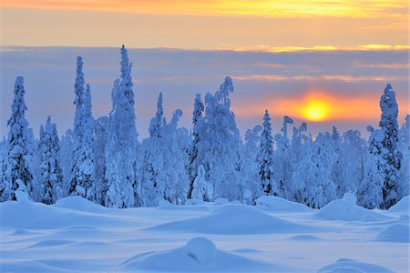 snowy sun nobody - Snow Covered Trees at Sunset, Nissi, Northern Ostrobothnia, Finland Stock Photo - Premium Royalty-Free, Code: 600-05610016