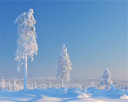 finland winter - Snow Covered Trees, Nissi, Northern Ostrobothnia, Finland Foto de stock - Sin royalties Premium, Código: 600-05610010