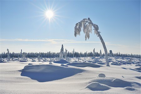 finlandia - Snow Covered Tree with Sun, Nissi, Northern Ostrobothnia, Finland Foto de stock - Sin royalties Premium, Código: 600-05610013