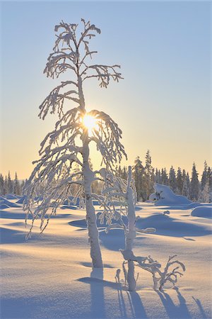 enneigement - Soleil et neige couvraient Tree, Ostrobotnie du Nord, Kuusamo, Finlande Photographie de stock - Premium Libres de Droits, Code: 600-05610024