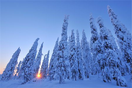 Épinettes couvertes de neige au lever du soleil, Kuusamo, Ostrobotnie du Nord, Finlande Photographie de stock - Premium Libres de Droits, Code: 600-05610022