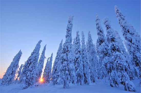 Snow Covered Spruce Trees at Sunrise, Kuusamo, Northern Ostrobothnia, Finland Photographie de stock - Premium Libres de Droits, Artiste: Raimund Linke, Le code de l’image : 600-05610022