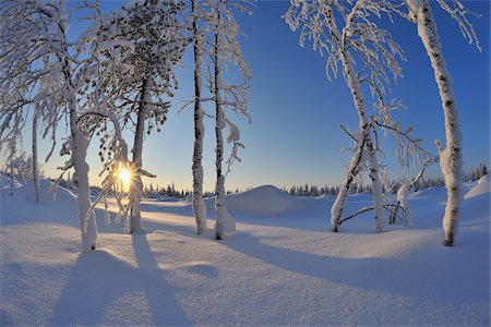 recouvert de neige - Couverte de neige, arbres avec Sun, Rukajarvi, Ostrobotnie du Nord, Finlande Photographie de stock - Premium Libres de Droits, Code: 600-05610023