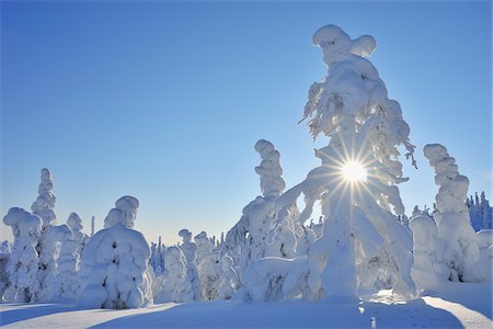 Sonne über Schnee bedeckte Bäume, Ruka, Kuusamo, Nordösterbotten, Finnland Stockbilder - Premium RF Lizenzfrei, Bildnummer: 600-05610030