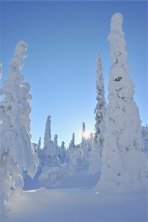 recouvert de neige - Soleil à travers la neige couvertes d'arbres, Rukatunturi, Kuusamo, Ostrobotnie du Nord, Finlande Photographie de stock - Premium Libres de Droits, Code: 600-05610040
