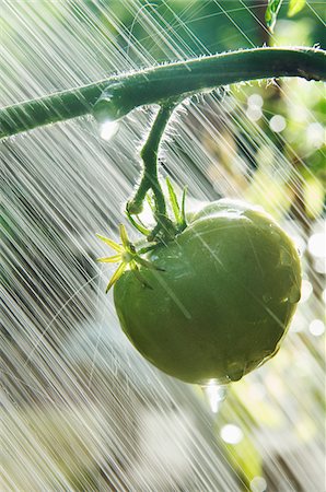 simsearch:600-05786505,k - Watering Green Tomato in Garden Fotografie stock - Premium Royalty-Free, Codice: 600-05610066