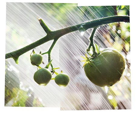 Composite Photo of Watering Green Tomatoes Foto de stock - Sin royalties Premium, Código: 600-05610068