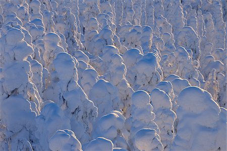 Snow Covered Trees at Sunrise, Rukatunturi, Kuusamo, Northern Ostrobothnia, Finland Foto de stock - Sin royalties Premium, Código: 600-05610061