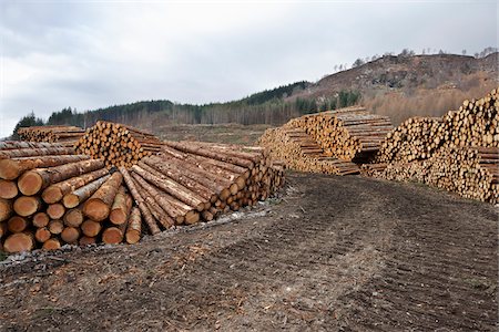 simsearch:600-05641781,k - Piles of Logs, Scotland Foto de stock - Sin royalties Premium, Código: 600-05641775