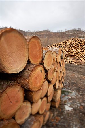 Piles of Logs, Scotland Foto de stock - Sin royalties Premium, Código: 600-05641776