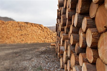 recurso natural - Piles of Logs, Scotland Foto de stock - Sin royalties Premium, Código: 600-05641778